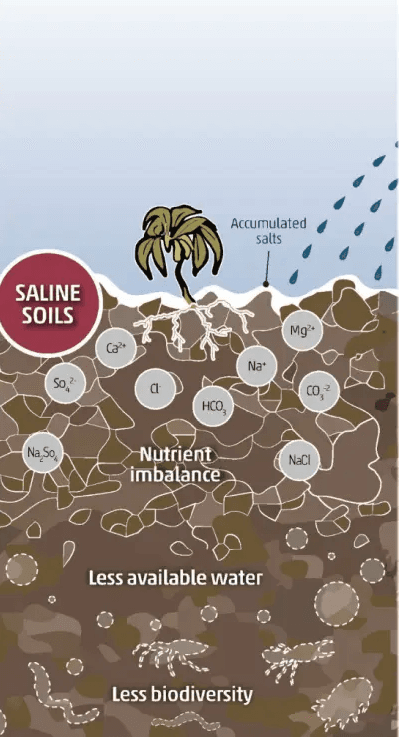 HIGH SALINIZATION CHALLENGE IN AGRICULTURE