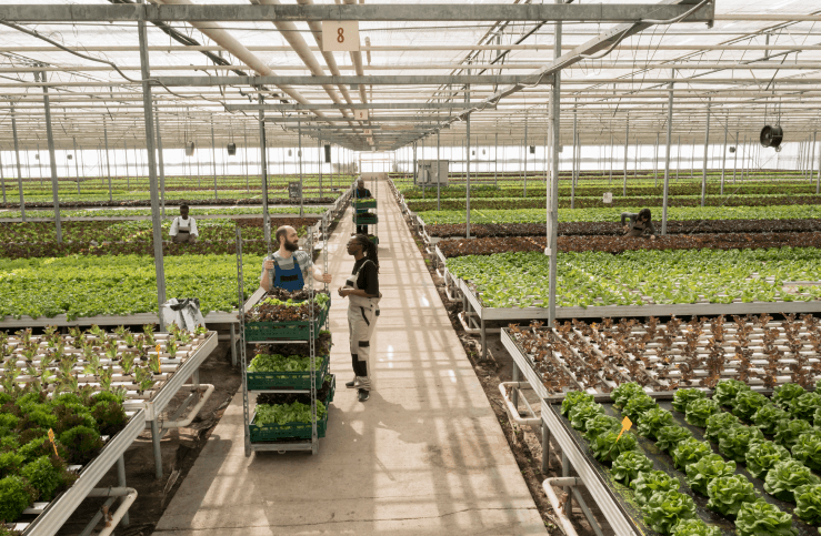 WHY IMPROVE HORTICULTURE PRACTICES?