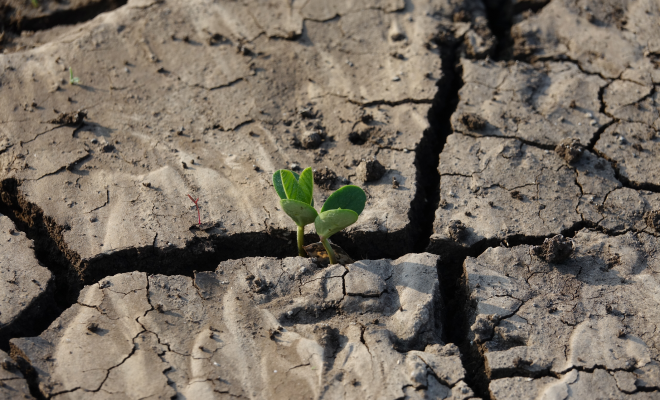 cracked-earth-soil-with-plant-1.png