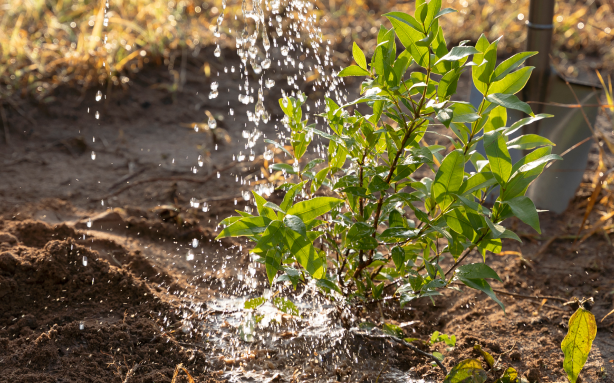 person-watering-plant-1.png